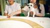 Pet tarot readings: South Korea’s latest wellness trend for cats and dogs