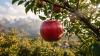 Almaty named top culinary destination by Eater in 2026