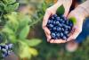 Looking for Weekend Plans? This New Hampshire Blueberry Festival Checks All the Boxes