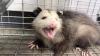 Honolulu worker opens cargo container, spots a live opossum, and inspectors trap it by morning
