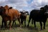 U.S. will begin limited imports of Mexican cattle as screwworm outbreak continues