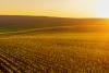 Wheat Rx programs scheduled in Hays and Wichita