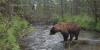Woman’s game camera captures plenty of bears in East Anchorage