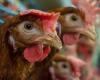 Fledgling local egg sector struck by disease