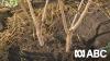 Gardening talkback: The secret to duo planting two trees together