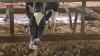 Dairy farmers in central Japan concerned about impact of heat on their cows