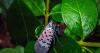 CT environmental experts track spotted lanternfly population as it increases across the state