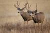 Texas Parks And Wildlife Is Now Taking Drawn Hunt Applications For 2026