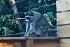 Governor Declares Jimothy the Raccoon Washingtonian Of the Day
