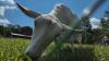 Goats keep history alive at Carl Sandburg's historic home in western North Carolina A move from the Midwest to the mountains of western North Carolina provides another enduring legacy for Pulitzer Prize-winning author and poet Carl Sandburg.