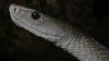South African family fears a mamba in the bedroom, then rescuers find a cobra in the bed