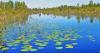 Things to know to visit the Okefenokee Swamp, from a Georgia wildlife expert