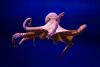 Nueva Pescanova abandons world-first octopus farm after regulatory delays
