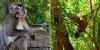 2 Philippine macaques, 15 native birds rescued in Sorsogon