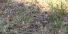 Southwest Arizona residents demand answers amid fly infestation concerns