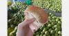 “Thailand's golden pomelo season begins with export prices around 10% higher than last season”