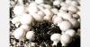 Luxembourg mushroom growers use different production systems