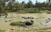 Australia’s Brewarrina Fish Traps May Be the Oldest Human Construction in the World