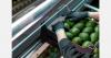 End-to-end cold chain solutions for Colombian avocados
