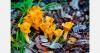 Latvia's wild berry and mushroom supplies decline as logging reduces export volumes