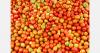 Mexico's San Quintín water crisis threatens tomato and berry production