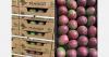Senegal officially closes its fresh mango export campaign