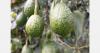 Study reveals origins of avocado cultivation in Central America