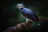 Research Offers Nature-Positive Path to End and Reverse Biodiversity Loss