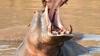 New bride killed by hippo as husband watched helplessly on their honeymoon