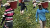 Jamaica to conduct review of Canadian Farm Work Programme in November