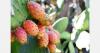 Spanish grower rebuilds prickly pear plantation