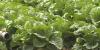 Food recalls spark concern, but experts say healthy foods still safe