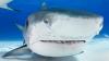 Massachusetts' first tiger shark of the season appears off Cape Cod, feeding on a leatherback turtle