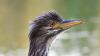 Endangered juvenile black-crowned night heron goes viral after landing on Chicago office windowsill