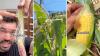 Viral gardening video reveals why one missed corn silk can leave an ear full of gaps