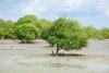 Lamu’s mangroves hold the key to Kenya’s Coastal conservation future