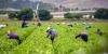 GOP Farm Labor Bill Sparks Amnesty Fight as Conservatives Warn of Lower Wages and More Illegal Immigration