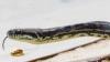 Australian homeowner trips over python at night, wakes to find it still in her bathroom