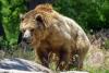 Unbearable nonsense: The California Grizzy Bear sub- species is extinct, period