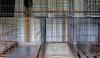 Indiana welfare call for one sick dog uncovers 43 caged in a dark basement