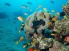 Jordan celebrates UNESCO World Heritage inscription of Aqaba Marine Reserve