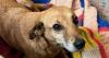 Lost dog returns home after six years missing