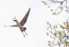 Letters: Black-crowned night herons continue to make Chicago home