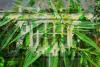 Big cannabis has cozied up to the GOP