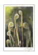 The Outside Story: Cinnamon Fern Through the Lens of Time
