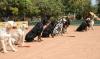 Educational institutions turn to narcotics detection dogs to keep campuses drug-free