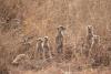 The ultimate Botswana self-drive safari: an adventurous photographer’s guide