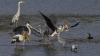 More than half of the world’s migratory bird species are declining: Study