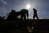 Farmers facing crop dilemma ahead of EU agreement being finalised