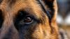 Petlane’s tail that wags the law